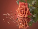 Coral rose