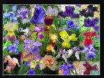 Iris collage for Rita