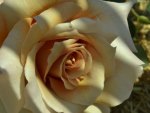 Pretty Rose