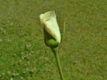 Rose Bud