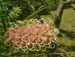 Beautiful Grevillea