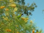 Rainbow Lorikeet
