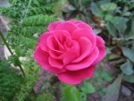 Pink Rose