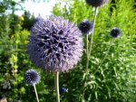 Globe thistle