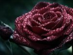 Wet Rose