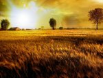Fields Of Gold