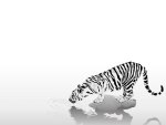 White Tiger