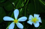 Plumeria