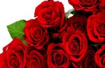 red roses