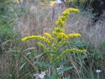 Goldenrod