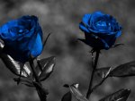 blue roses