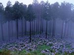 Misty Japanese forest