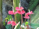 Anthurium Flamingo Lily at the pyramid of Edmonton