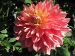 Dahlia at the pyramid of Edmonton