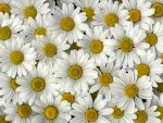 daisies