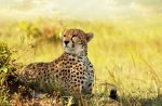 Cheetah in the Savannah