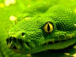 Green Snake