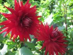 Twins red dahlia