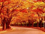 AUTUMN FOREST ROAD