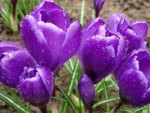 PURPLE CROCUS