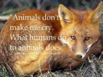 Animals Don't Make Me Cry