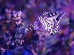 violet butterflyâ™¥
