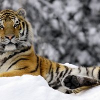 winter tigerâ™¥