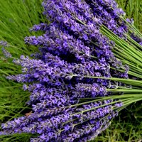 Lavender stalks