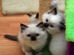 tiny kittens