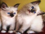 naughty cute kittens