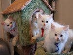 small cat house