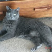 Russian Blue
