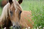 HORSE IN FLOWERS