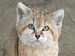 Sand Cat