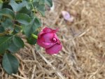 Pink rose bud.