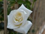 A white rose just opening.