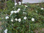 My white climbing rose.