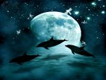 Dolphin Moon