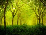 GREEN FOREST