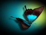 Blue Butterfly