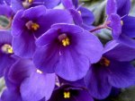 purple African violets