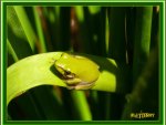 Sweet Little Green Frog