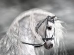 *** White Horse ***