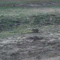Prairie Dog in the Badlands