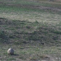 Prairie Dog in South Dakota Badlands