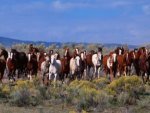 Herd Of Horses