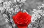 red rose on black and white background