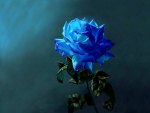 Blue Rose <3