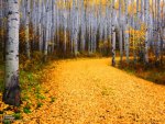 Fallen autumn leaves on the road in the woods of Colorado.