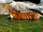 Tiger in Water